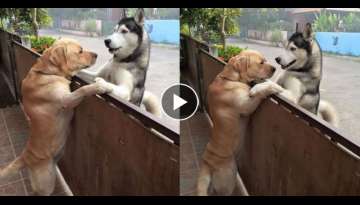 The Dog Can't Stand Alone Now And So She Runs To Cuddle Her Best Friend The Dog Can't Stand Alone Now And So She Runs To Cuddle Her Best Friend